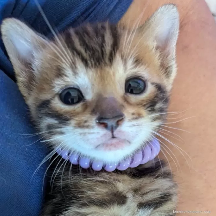 ID:2412-02813の子猫