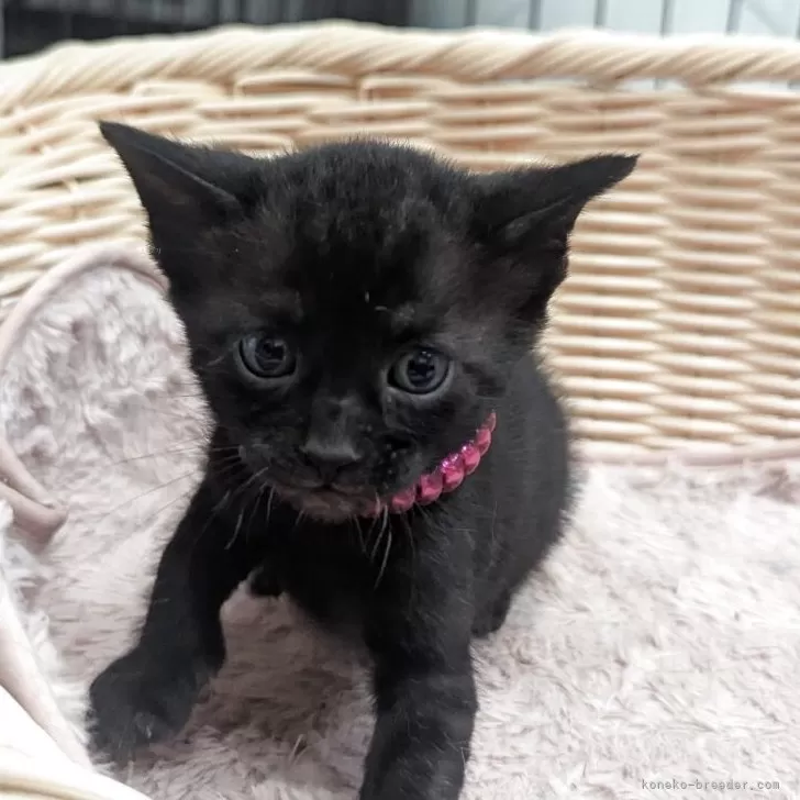 ID：2507-00252の子猫