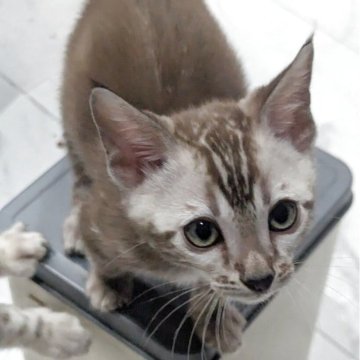 ベンガル【静岡県・男の子・2025年9月12日・シールミンクマーブルドタビー】の写真「可愛い男の子」