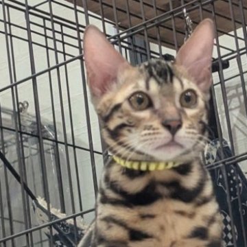 ベンガル【静岡県・男の子・2025年7月1日・ブラウンスポテッドタビー(ロゼット)】の写真「可愛い男の子」
