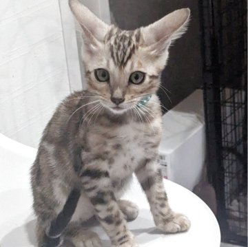 ベンガル【静岡県・男の子・2025年9月10日・ブラックシルバースポテッドタビー(ロゼット)】の写真「可愛い男の子」