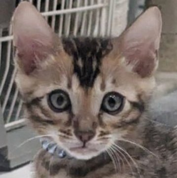 ベンガル【静岡県・男の子・2025年9月10日・ブラウンスポテッドタビー(ロゼット)】の写真「可愛い男の子」