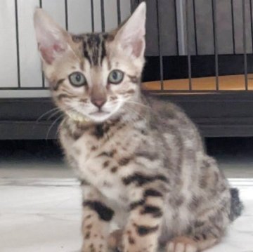 ベンガル【静岡県・女の子・2025年9月12日・ブラウンスポテッドタビー(ロゼット)】の写真「可愛い女の子」