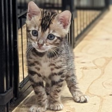 ベンガル【静岡県・女の子・2026年1月9日・ブラウンスポテッドタビー(ロゼット)】の写真「人が大好き♡可愛い女の子」