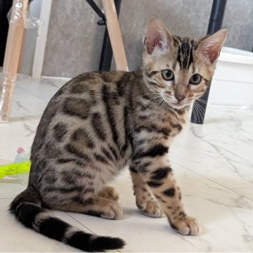 ベンガル【静岡県・女の子・2025年9月12日・ブラウンスポテッドタビー(ロゼット)】の写真「可愛い女の子」