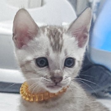 ベンガル【静岡県・女の子・2025年9月10日・シールミンクスポテッドタビー(ロゼット)】の写真「可愛い女の子」