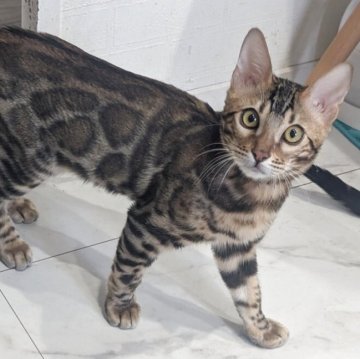 ベンガル【静岡県・男の子・2025年7月1日・ブラウンスポテッドタビー(ロゼット)】の写真「可愛い男の子」