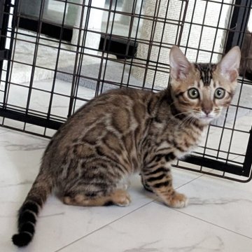 ベンガル【静岡県・男の子・2025年9月10日・ブラウンスポテッドタビー(ロゼット)】の写真「可愛い男の子」