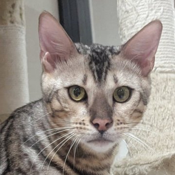 ベンガル【静岡県・男の子・2025年3月2日・ブラックシルバースポテッドタビー(ロゼット)】の写真「人懐っこい男の子！2回目ワクチン済」