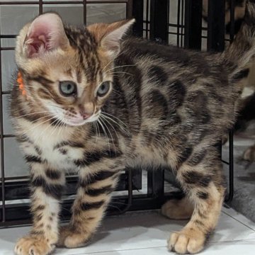 ベンガル【静岡県・女の子・2026年1月2日・ブラウンスポテッドタビー(ロゼット)】の写真「ツンデレで可愛い女の子」