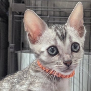 ベンガル【静岡県・男の子・2025年9月12日・ブラックシルバースポテッドタビー(ロゼット)】の写真「可愛い男の子」