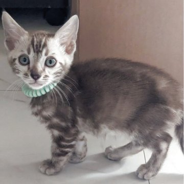 ベンガル【静岡県・男の子・2025年9月12日・シールミンクマーブルドタビー】の写真「可愛い男の子」