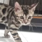 ベンガル