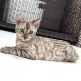 ベンガル