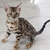 ベンガル