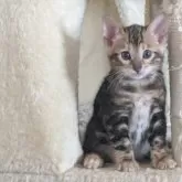 ベンガル