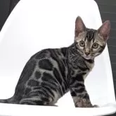 ベンガル