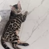 ベンガル