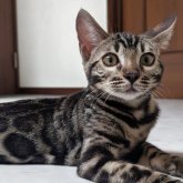 ベンガル