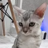 ベンガル