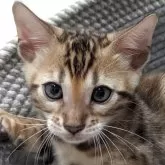 ベンガル