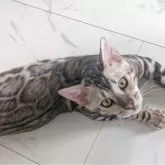 ベンガル