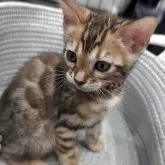 ベンガル