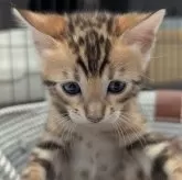 ベンガル