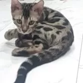 ベンガル