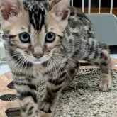 ベンガル