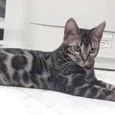 ベンガル