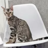 ベンガル