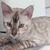ベンガル