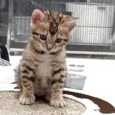 ベンガル