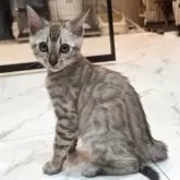 ベンガル