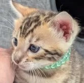 ベンガル