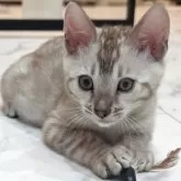 ベンガル