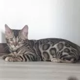 ベンガル