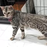 ベンガル【静岡県・男の子・2025年3月2日・ブラックシルバースポテッドタビー(ロゼット)】の写真1