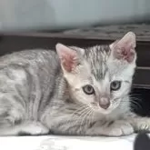 ベンガル
