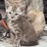 ベンガル