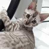ベンガル