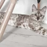 ベンガル