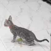 ベンガル【静岡県・男の子・2025年9月12日・ブラックシルバースポテッドタビー(ロゼット)】の写真2