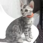 ベンガル【静岡県・男の子・2025年9月12日・ブラックシルバースポテッドタビー(ロゼット)】の写真3