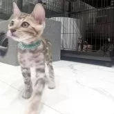 ベンガル【静岡県・男の子・2025年9月10日・ブラックシルバースポテッドタビー(ロゼット)】の写真4