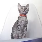 ベンガル【静岡県・男の子・2025年9月12日・ブラックシルバースポテッドタビー(ロゼット)】の写真4