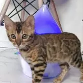 ベンガル【静岡県・男の子・2025年9月10日・ブラウンスポテッドタビー(ロゼット)】の写真4