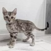 ベンガル【静岡県・男の子・2025年9月10日・ブラックシルバースポテッドタビー(ロゼット)】の写真5