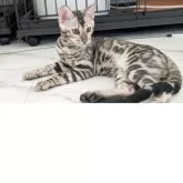 ベンガル【静岡県・男の子・2025年3月2日・ブラックシルバースポテッドタビー(ロゼット)】の写真6